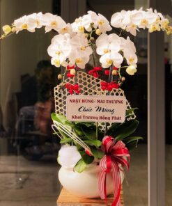 Lan Hồ Điệp Trắng 5 cành - Lan Hồ Điệp Trắng 3 cành - Order theo số lượng hoa