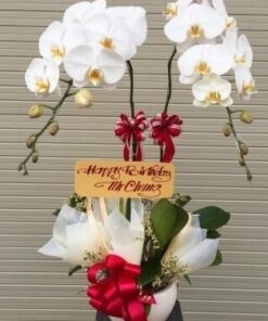 Lan Hồ Điệp Trắng 2 cành