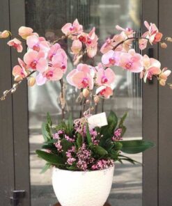 Vẻ đẹp thanh lịch của hoa lan hồ điệp tượng trưng cho tình yêu và sự quý phái.