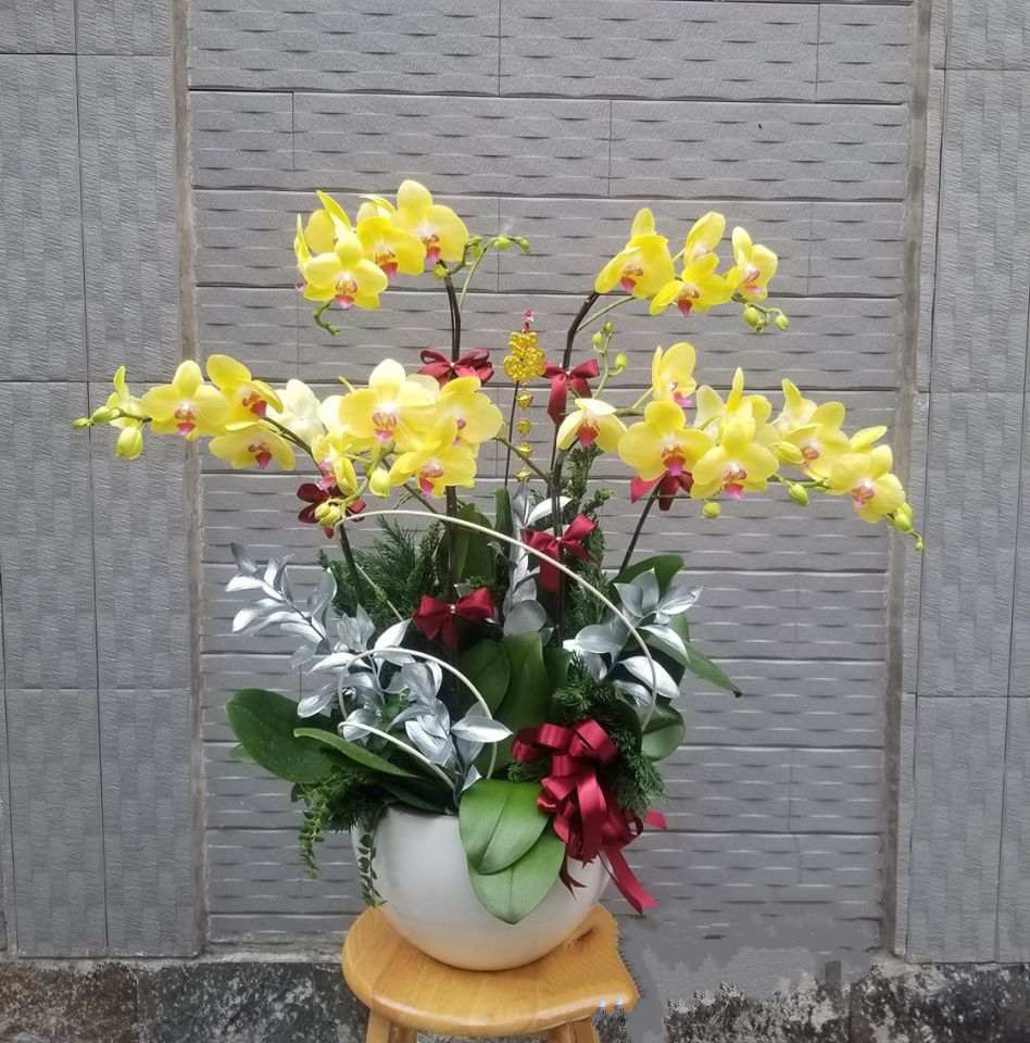 Chậu hoa lan hồ điệp màu vàng 5 cành