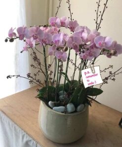 Lan Hồ Điệp - Phát tài/ Lan Hồ Điệp Thấu hiểu