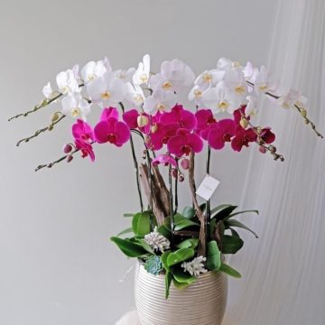 Lucky Flower