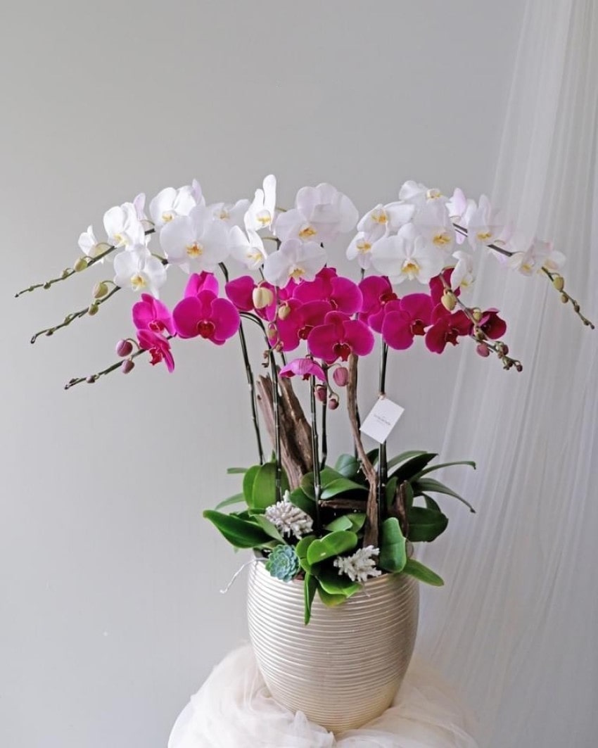 Chậu lan hồ điệp trắng tím