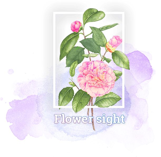 FlowerSight địa điểm bán hoa sinh nhật hướng dương uy tín