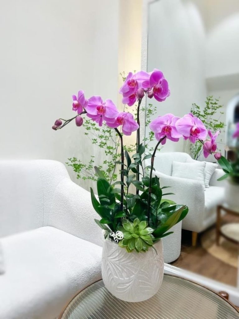 Lan hồ điệp 3 cành