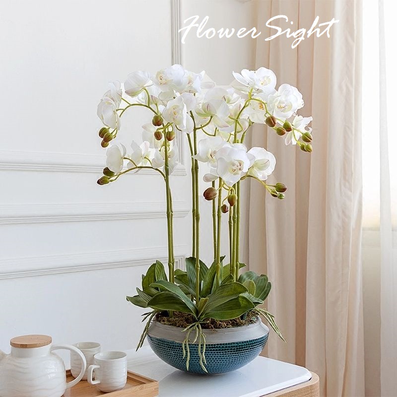 Chậu lan hồ điệp trắng