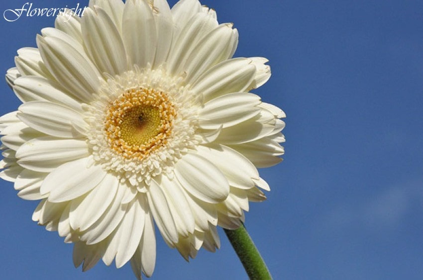 Hoa đồng tiền trắng - loài hoa vô cùng ý nghĩa 