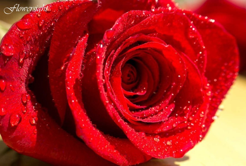 Hoa hồng nhung đỏ - biểu tượng của tình yêu