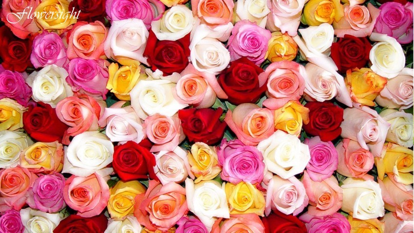 Ngoài sắc đỏ thẳm, hoa hồng có rất nhiều màu sắc xinh đẹp khác