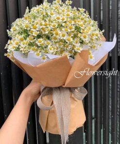 hoa tốt nghiệp cúc tana Chớm nở