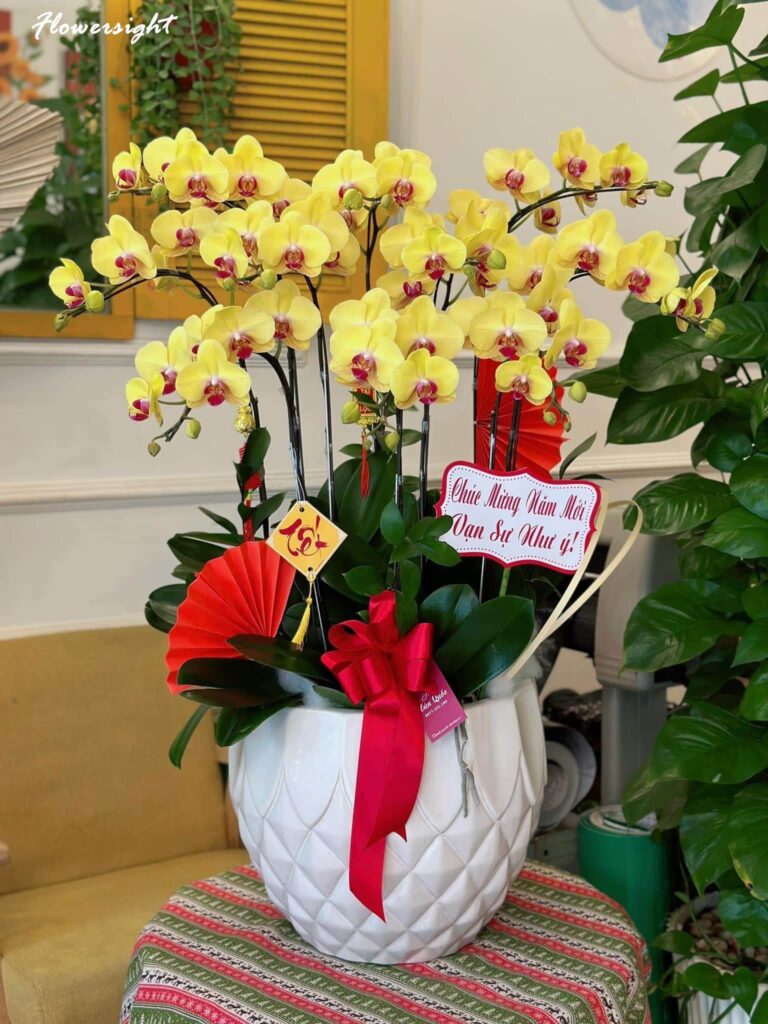 Hoa lan hồ điệp cũng là một trong những loài hoa thích hợp làm quà tặng nhân dịp thành lập công ty