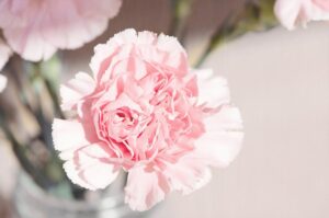 hoa tượng trưng sự may mắn