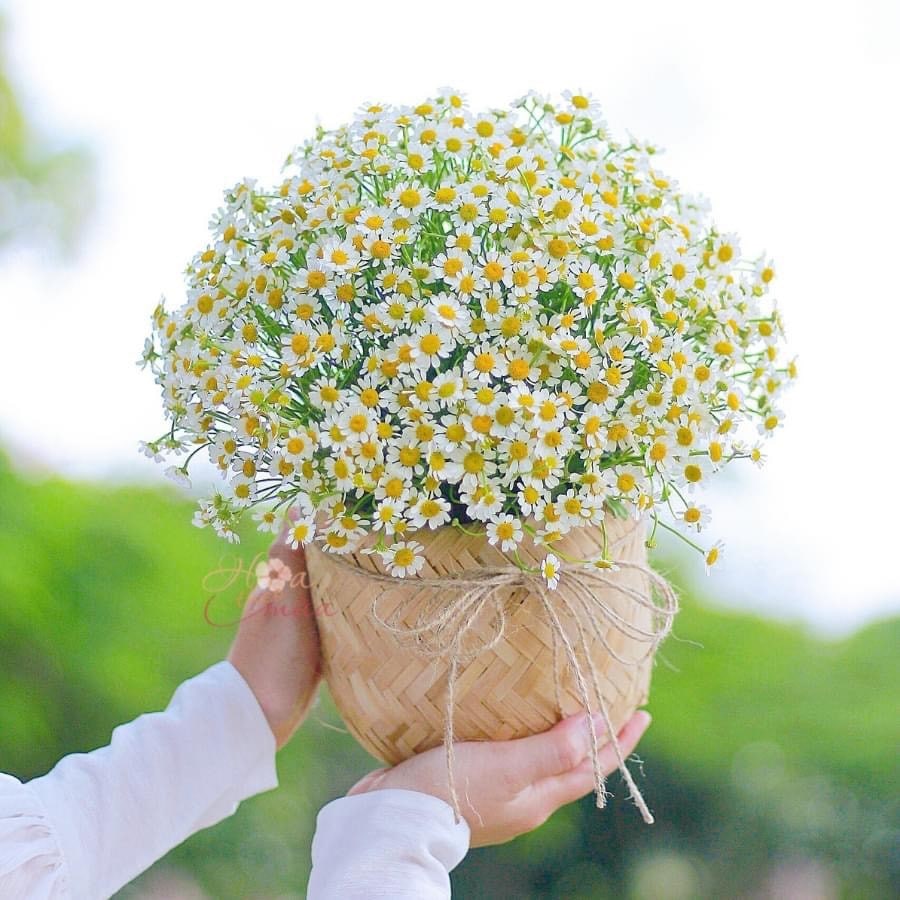 FlowerSight - Địa chỉ mua những mẫu hoa cúc họa mi chất lượng, uy tín tại Tp. Hồ Chí Minh