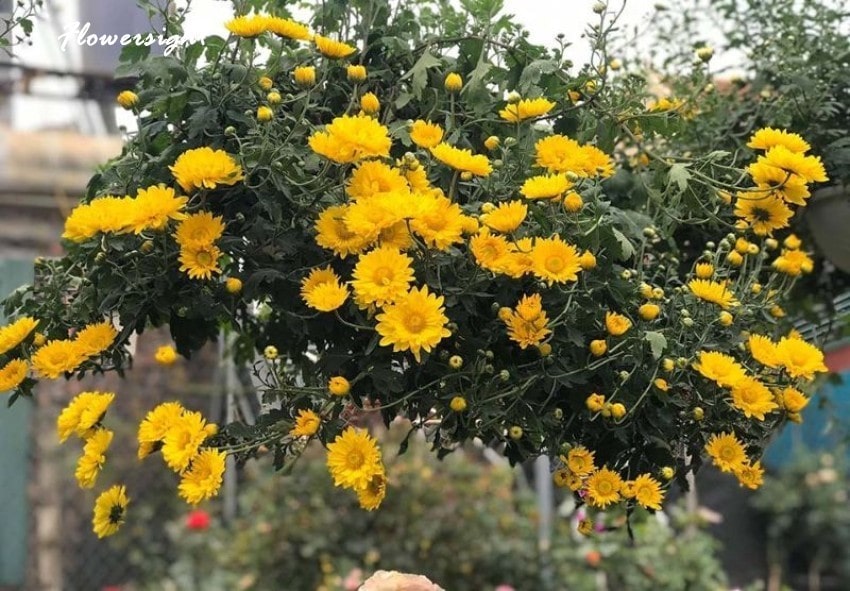 Hoa cúc vàng có nguồn gốc đa dạng và phong phú