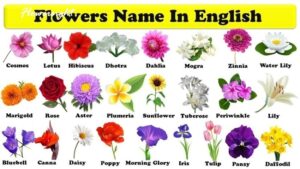 Kham-pha-ten-cac-loai-hoa-tieng-anh-min