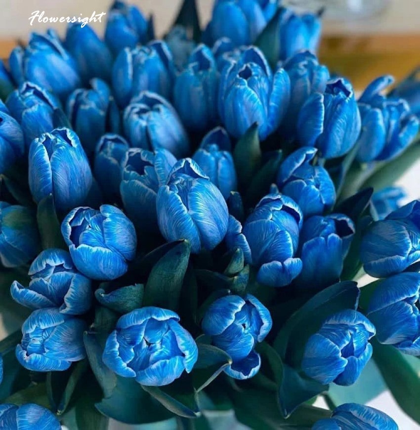 Sắc xanh của tulip tượng trưng cho sự tin tưởng, gắn bó giữa những người bạn thân thiết