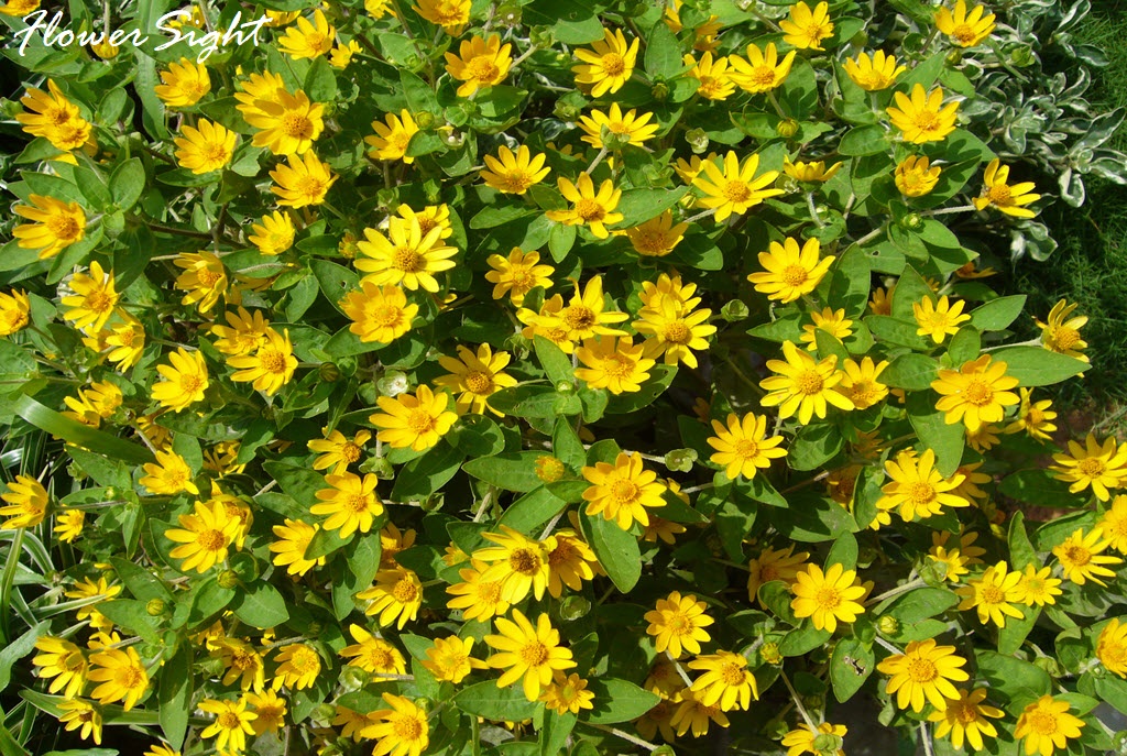 Hoa cúc mặt trời