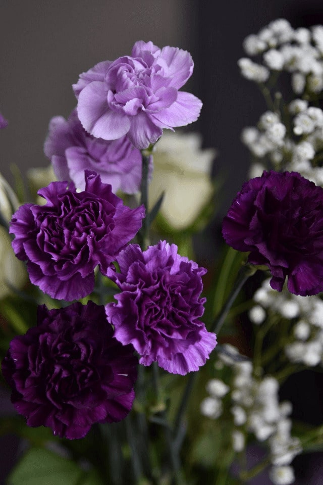 Hoa cẩm chướng tím