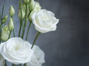 Hoa cát tường có màu trắng