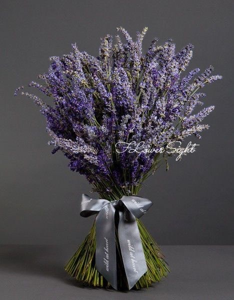 Hoa lavender có nguồn gốc từ vùng Địa Trung Hải