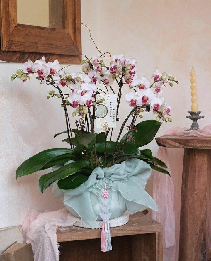 Lan hồ điệp trắng lưỡi đỏ