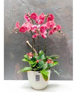 Cách chăm sóc hồ điệp màu đỏ