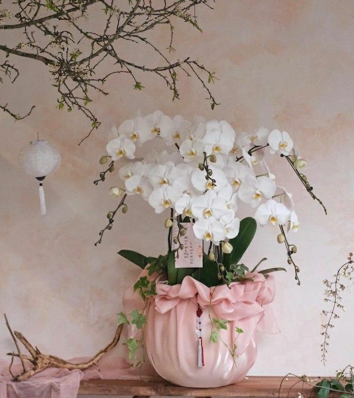 Flowersight - địa chỉ phân phối Chậu hoa lan hồ điệp uy tín 