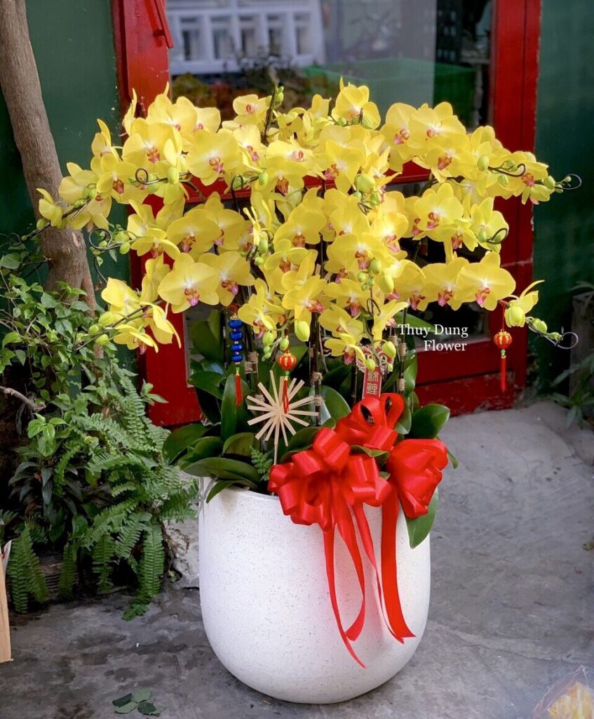 Chậu hoa lan hồ điệp to chưng tết