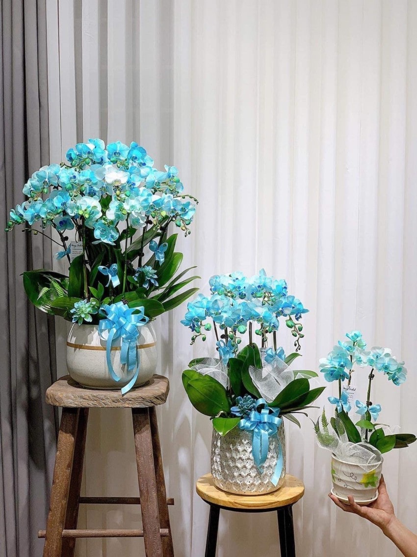 Hoa lan hồ điệp xanh tại FlowerSight