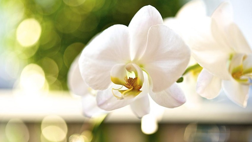 Lan hồ điệp trắng -  biểu tượng của sự may mắn