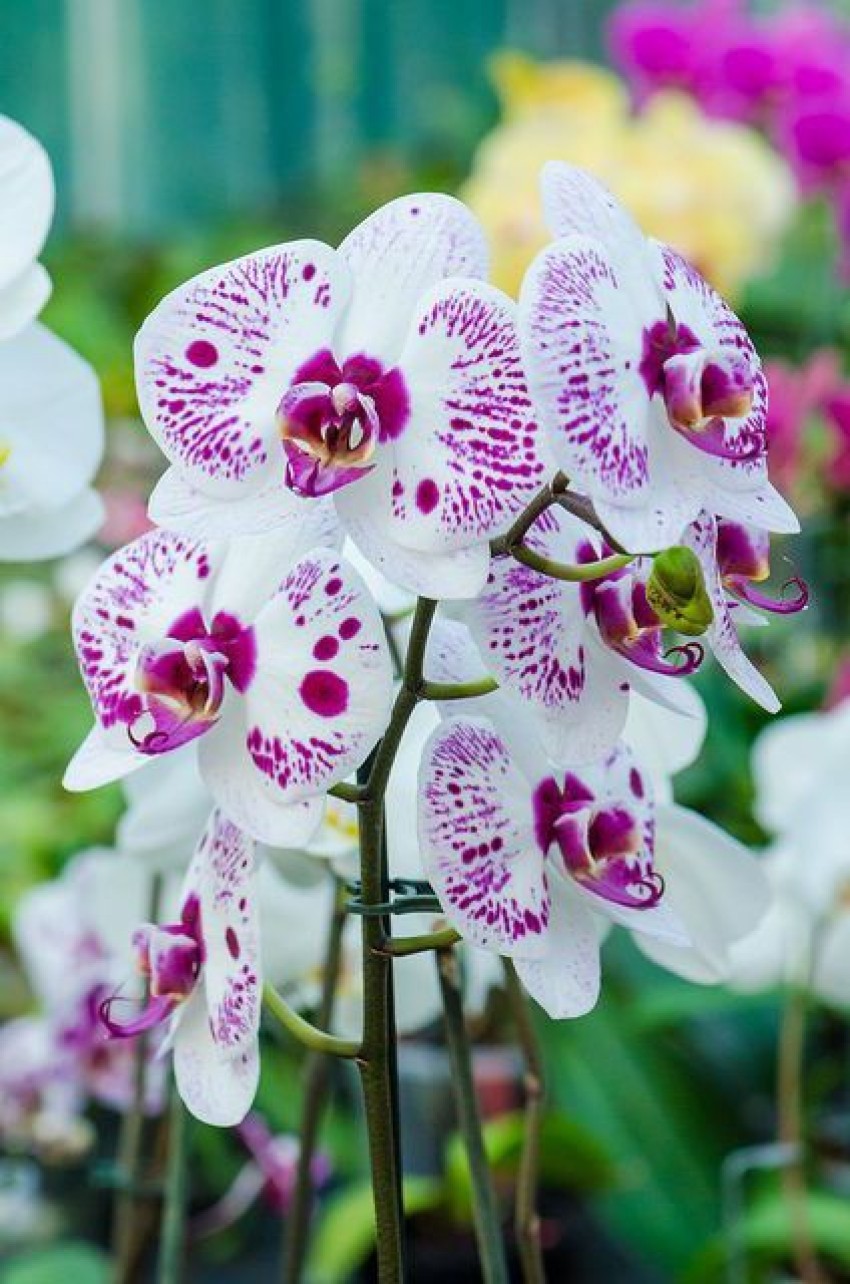 Lan hồ điệp trắng đột biến