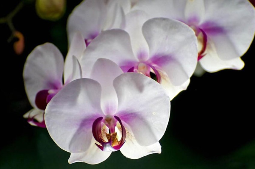 Hoa lan hồ điệp trắng lưỡi tím