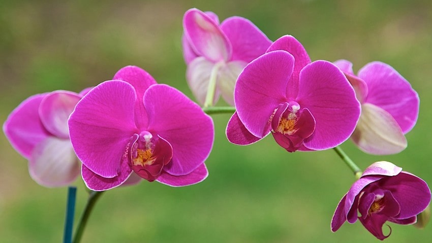 Ý nghĩa nổi bật của hoa lan