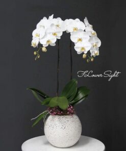 Chậu lan hồ điệp 2 cành sang trọng