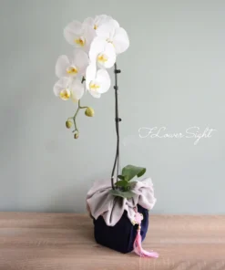 Chậu lan hồ điệp 1 cành