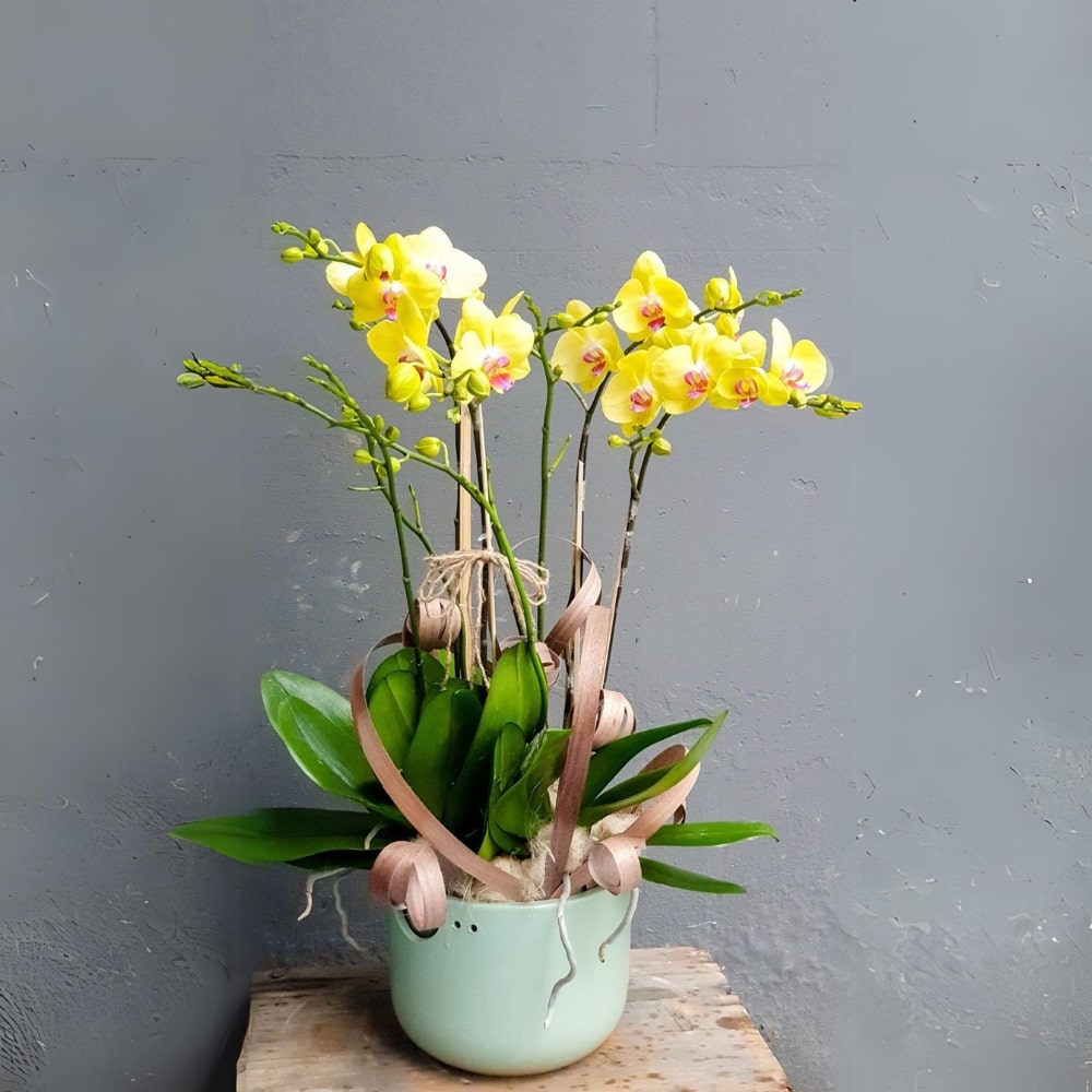 Chậu lan hồ điệp vàng