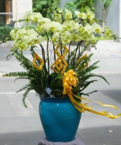 Chậu lan hồ điệp xanh lá