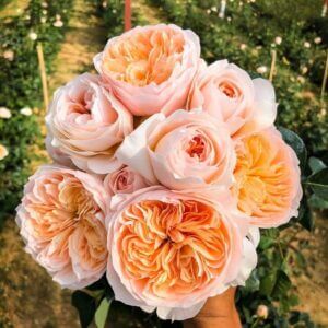 hoa cưới đắt nhất