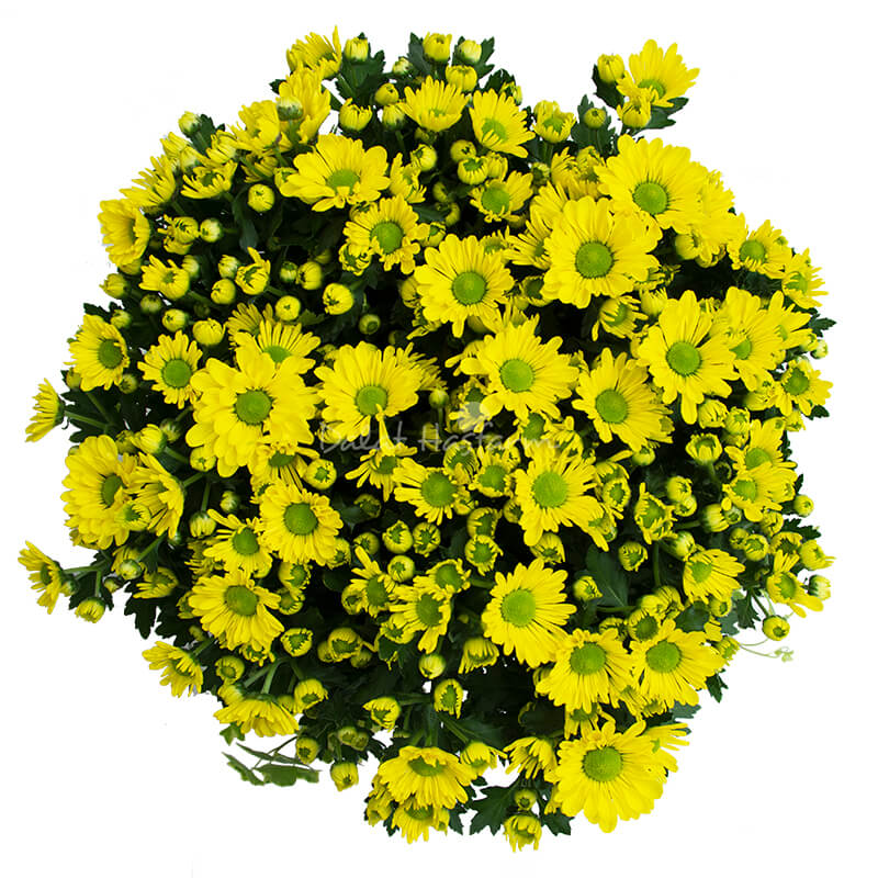 Chậu hoa cúc chưng Tết