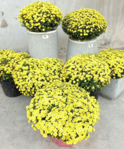 Chậu hoa cúc chưng Tết