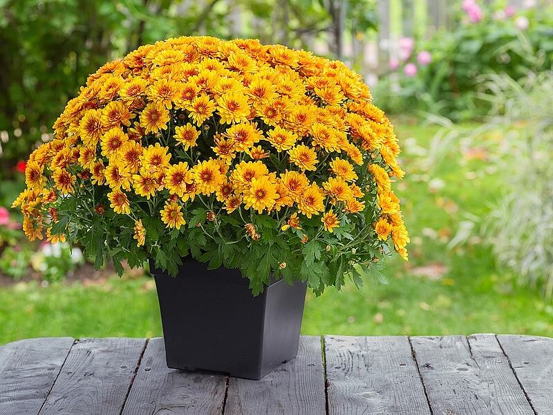 Chậu hoa cúc chưng Tết