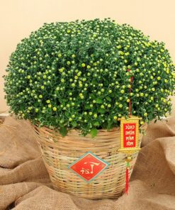 Giỏ hoa cúc tết