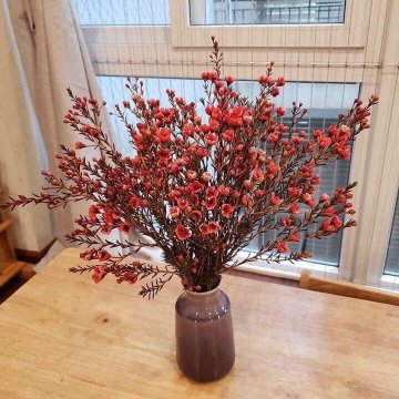 Hoa Tết thanh liễu – Vẻ đẹp của sự tinh khiết, may mắn và tài lộc