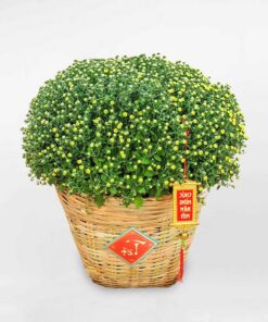 Chậu hoa cúc chưng tết