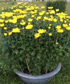 Chậu hoa cúc đại đoá