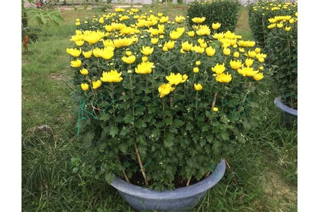 Chậu hoa cúc đại đoá