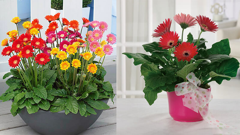 Chậu hoa nhỏ Tết