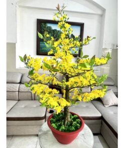 Hoa mai nở rực rỡ, mang đến niềm vui và hy vọng cho một năm mới tràn đầy tài lộc.