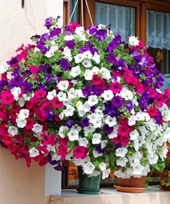 Giỏ hoa dạ yến thảo