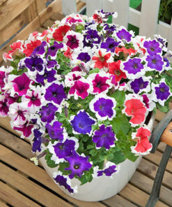 Giỏ hoa dạ yến thảo